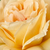 Żółty  - Róża wielkokwiatowa - Hybrid Tea - Casanova